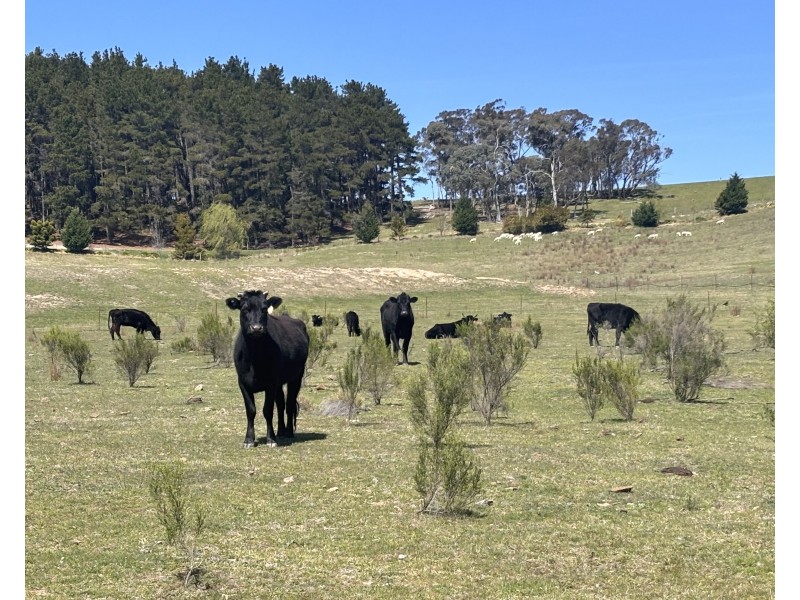 320 Camerons Road, Running Stream NSW 2850