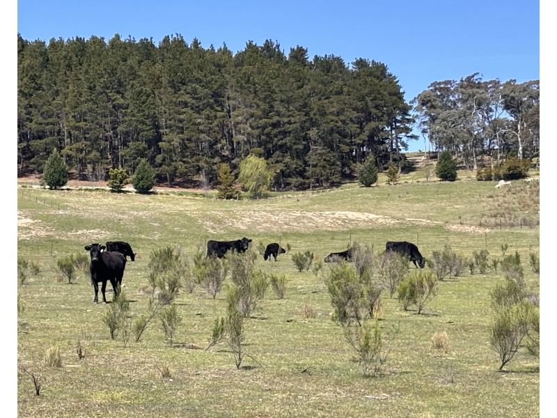 320 Camerons Road, Running Stream NSW 2850