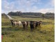 350 Molybdonite Road, Locksley NSW 2795