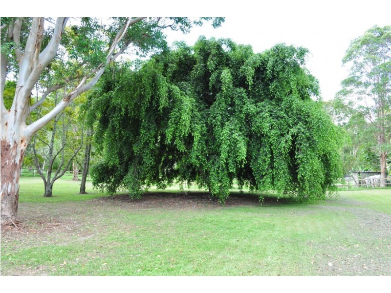 52 Coorabin Court, Tallebudgera QLD 4228