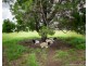 119 Fallons Rocks road, Calavos QLD 4670