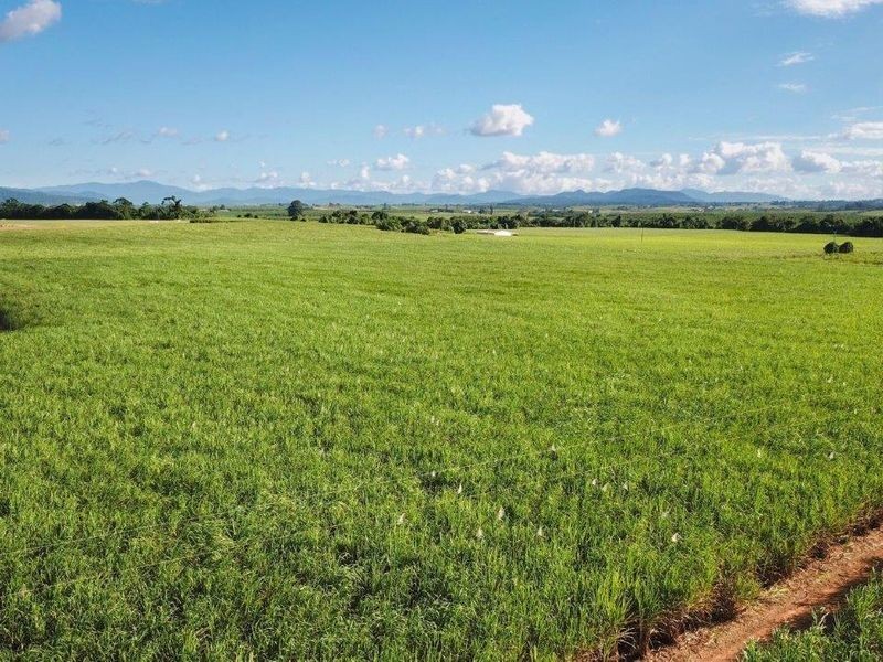 Cane Farms, Innisfail QLD 4860