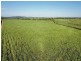 Cane Farms, Innisfail QLD 4860