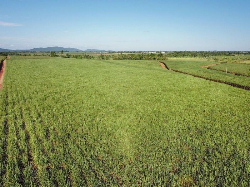Cane Farms, Innisfail QLD 4860