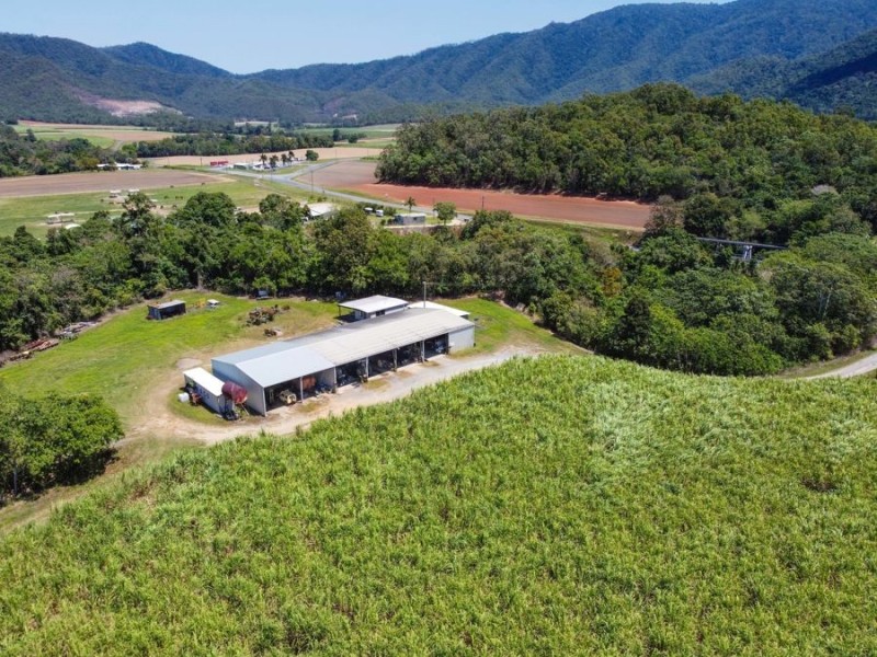 505 Mount Peter Road, Mount Peter QLD 4869