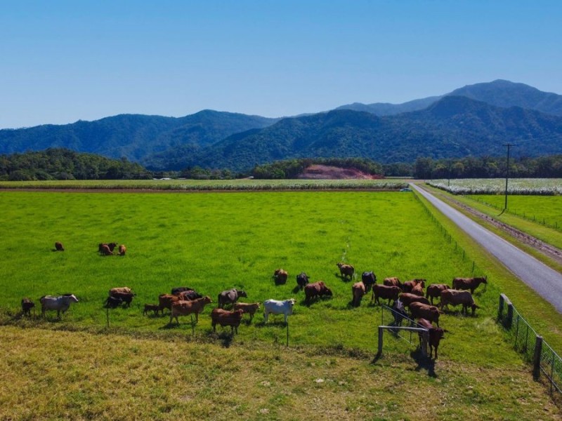 505 Mount Peter Road, Mount Peter QLD 4869