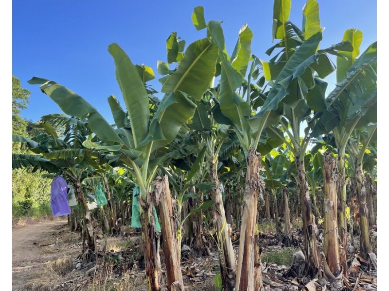 1052 North Davidson Rd, Munro Plains QLD 4854