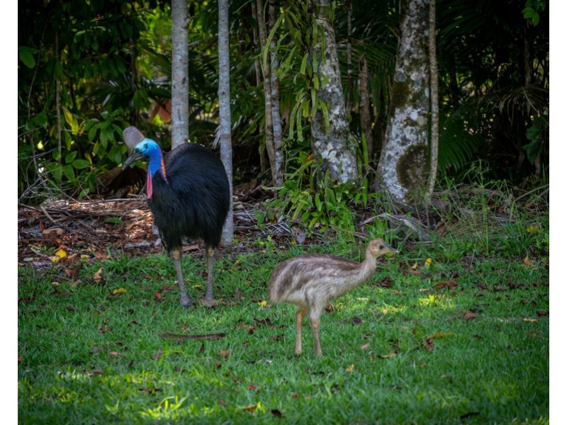 508 Dinner Creek Road, Eubenangee QLD 4860