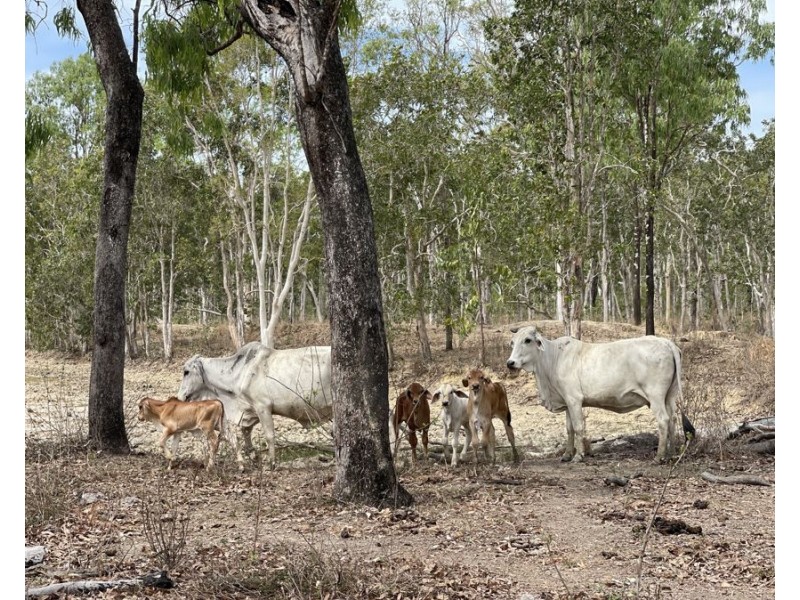 3037 Mulligan Highway, Cooktown QLD 4895