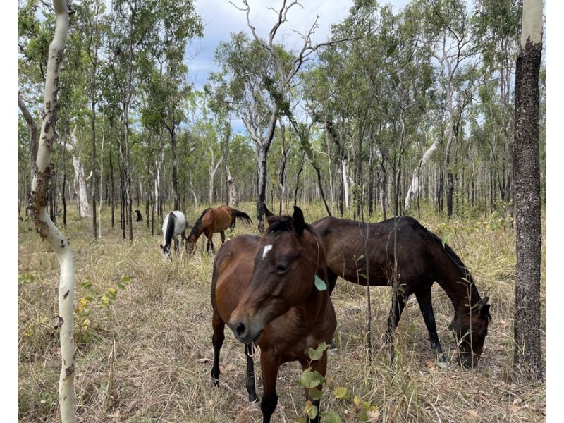 3037 Mulligan Highway, Cooktown QLD 4895