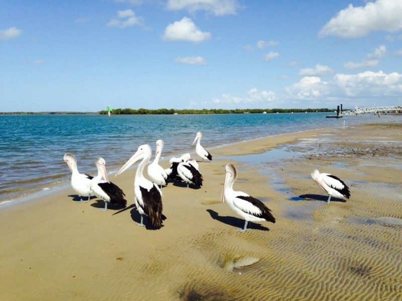 20 Bangalow Drive, Steiglitz QLD 4207