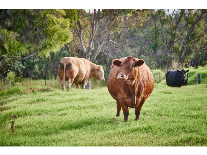 186 Chittering Road, Bullsbrook WA 6084