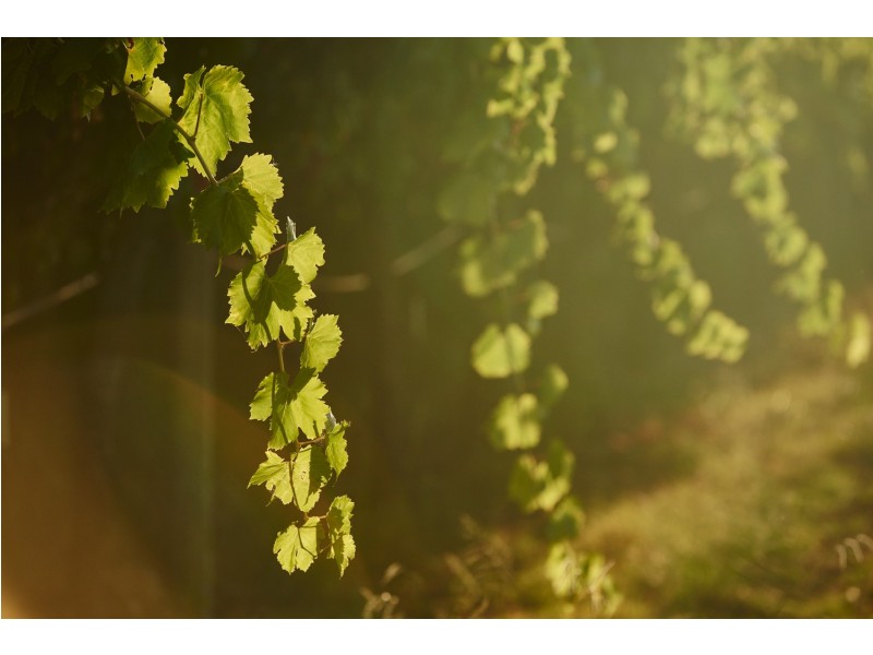 186 Chittering Road, Bullsbrook WA 6084