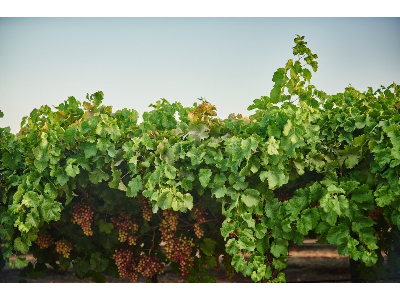 186 Chittering Road, Bullsbrook WA 6084