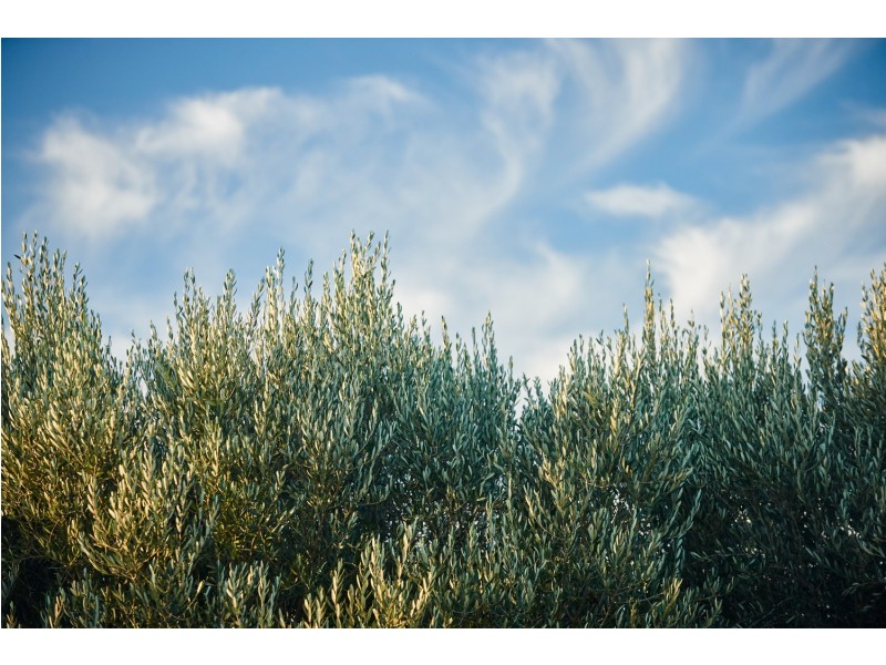 186 Chittering Road, Bullsbrook WA 6084