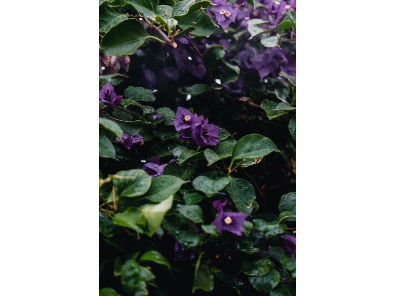 28 Ohrid Place, Joondalup WA 6027