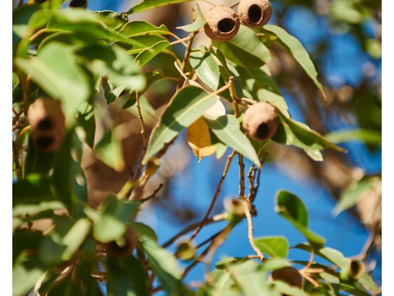 Lot 81 Amalfi Drive, Bullsbrook WA 6084