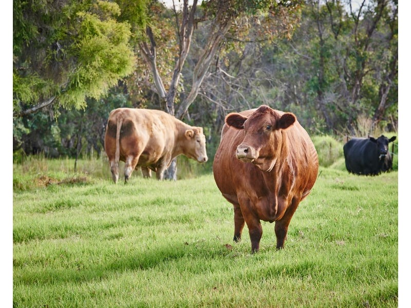 Lot 104 Amalfi Drive, Bullsbrook WA 6084