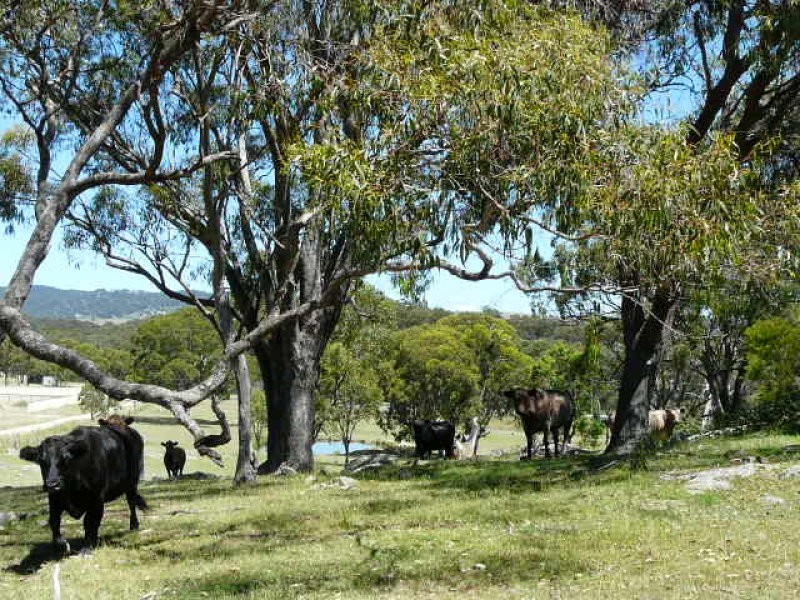 8986 New England Highway, Tenterfield NSW 2372