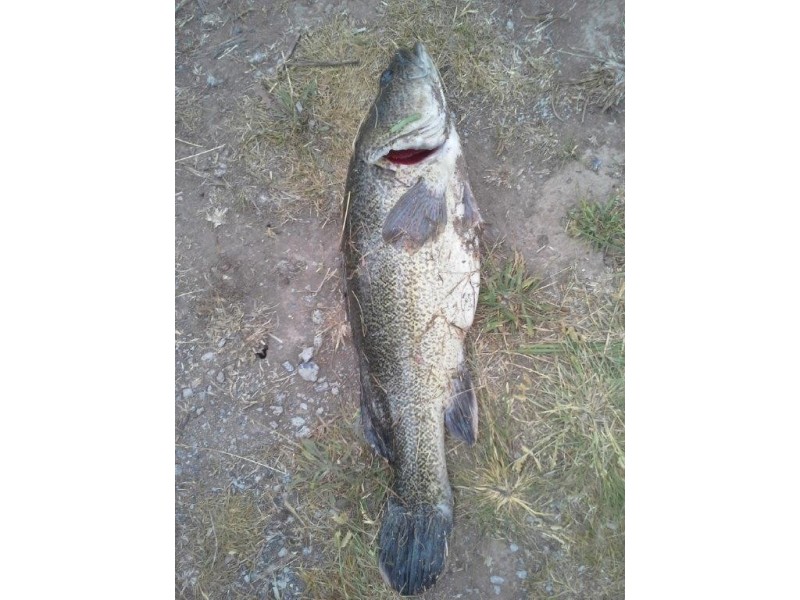 59 Schroders Road, Tenterfield NSW 2372