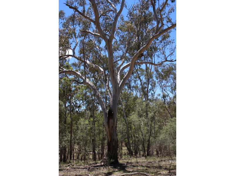 1402a Woodside Road, Tenterfield NSW 2372