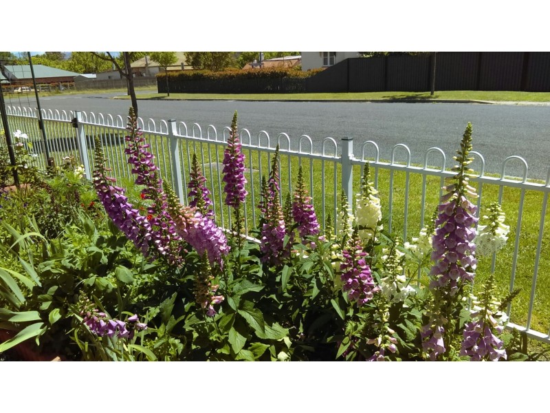 102 Bulwer Street, Tenterfield NSW 2372