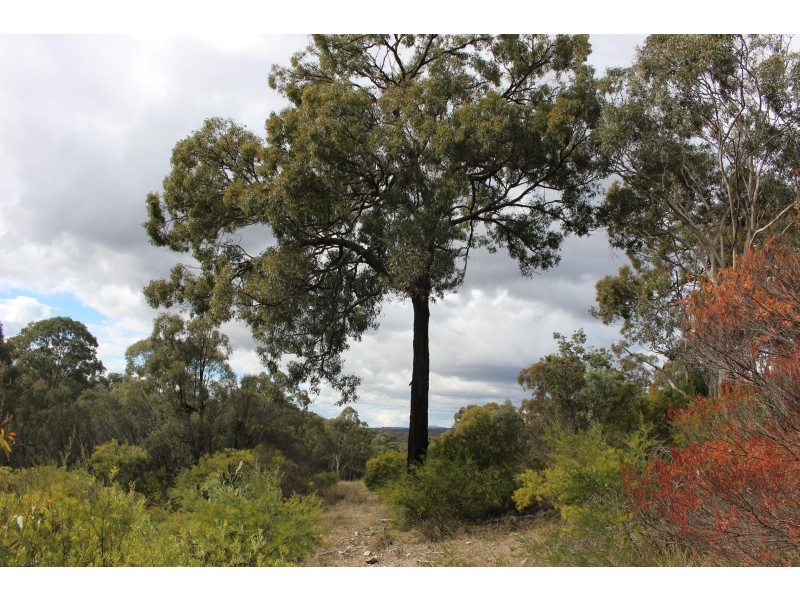 Lot 122 Platypus Valley, Tenterfield NSW 2372