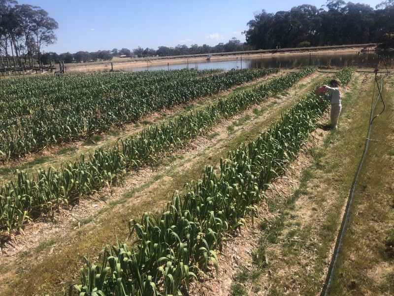 3 McGrath Lane, Applethorpe QLD 4378