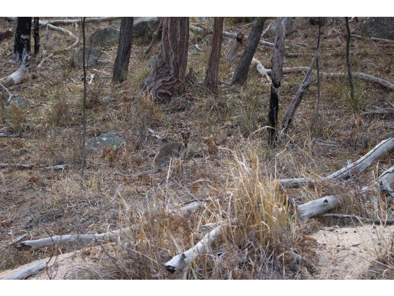 Lot 38 Gunyah Road, Tenterfield NSW 2372