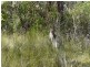 Lot 38 Gunyah Road, Tenterfield NSW 2372