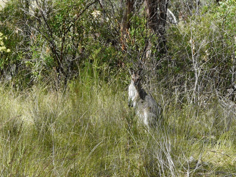 Lot 38 Gunyah Road, Tenterfield NSW 2372