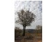 Lot 38 Gunyah Road, Tenterfield NSW 2372