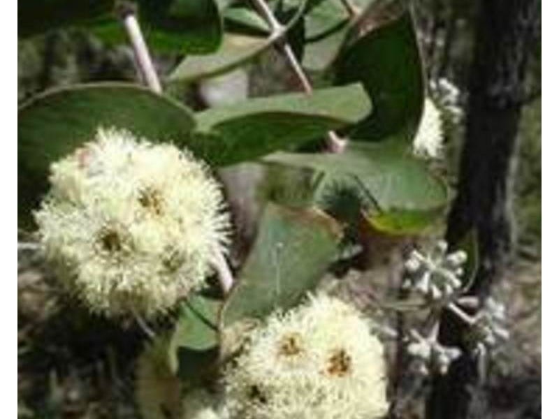 22 Coventry Rise, Howrah TAS 7018