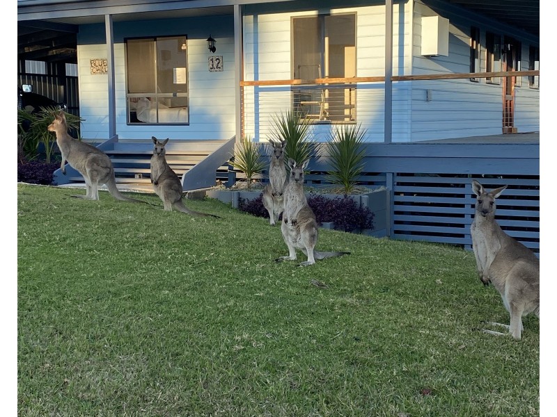 12 Wallaroo Street, Coomba Park NSW 2428