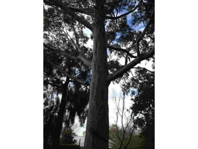 158 Bagot Road, Subiaco WA 6008