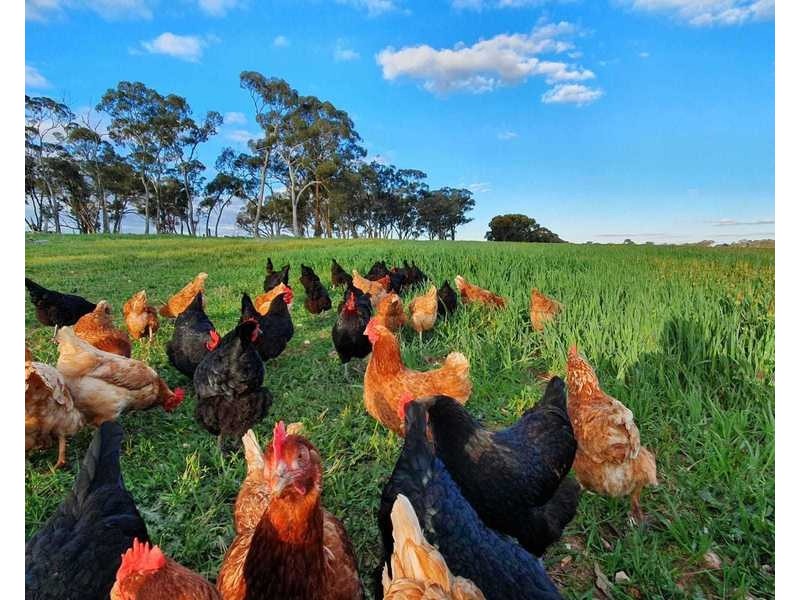 Burrows Road, Woodstock On Loddon VIC 3551