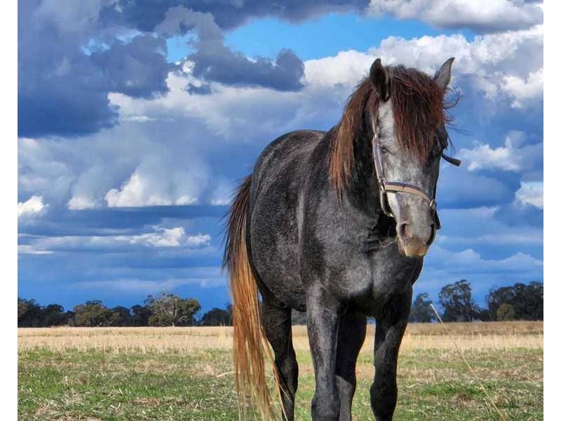 Burrows Road, Woodstock On Loddon VIC 3551