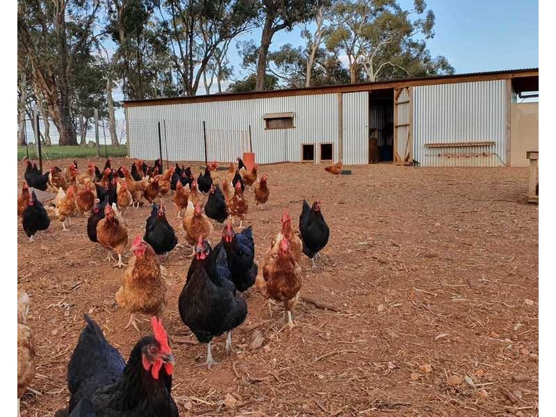 Burrows Road, Woodstock On Loddon VIC 3551