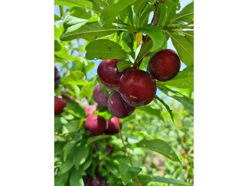 Burrows Road, Woodstock On Loddon VIC 3551