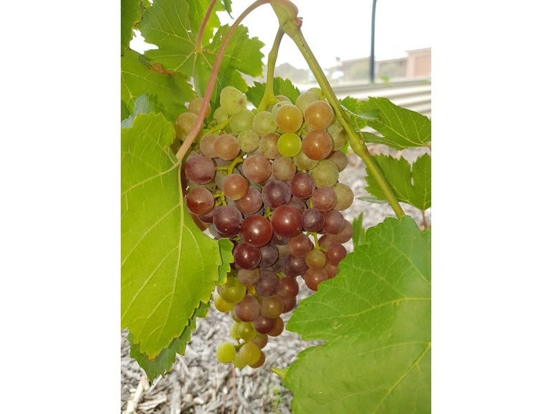 33 MOONLIGHT CCT, Gloucester NSW 2422