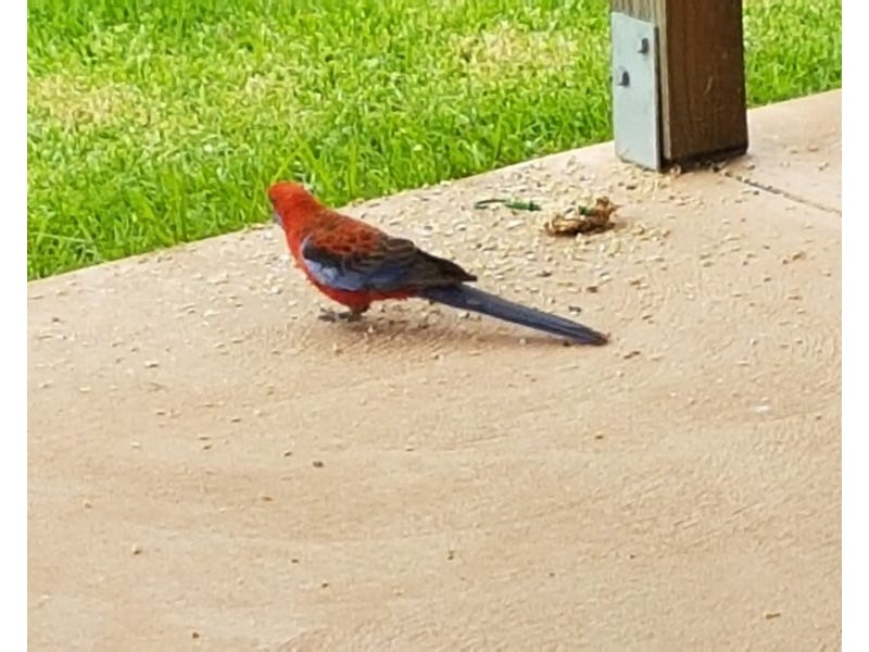 33 MOONLIGHT CCT, Gloucester NSW 2422