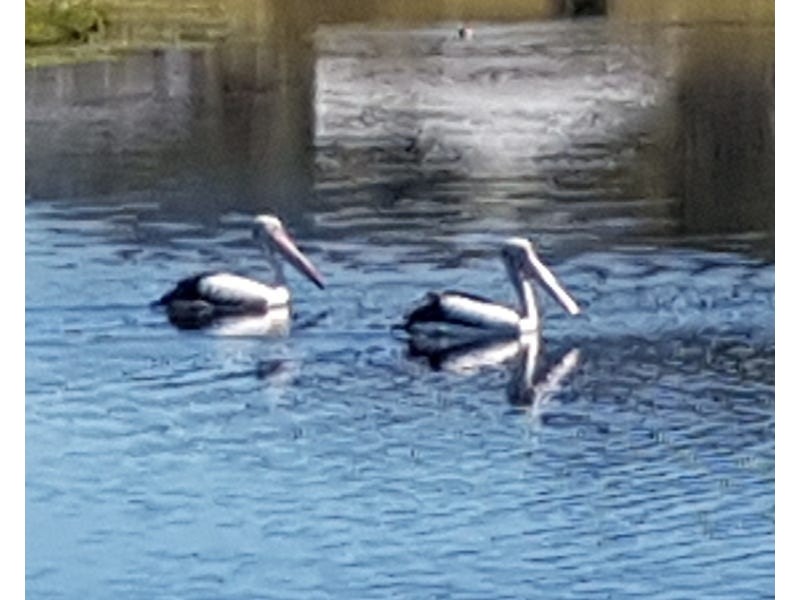 33 MOONLIGHT CCT, Gloucester NSW 2422