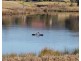 33 MOONLIGHT CCT, Gloucester NSW 2422