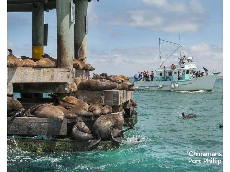 18 Half Moon Crescent, Indented Head VIC 3223