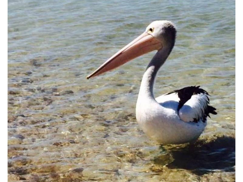 18 Half Moon Crescent, Indented Head VIC 3223