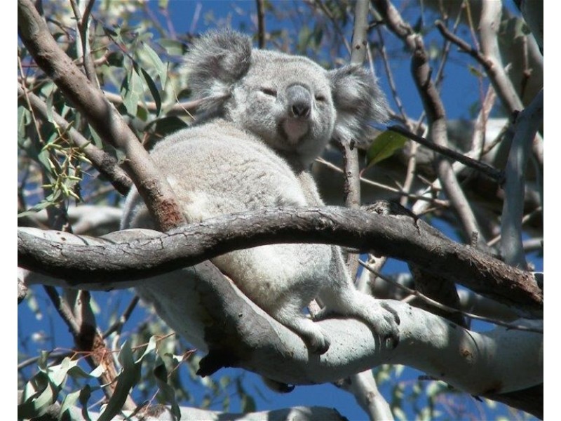 1028 East Bank Road, Nana Glen NSW 2450