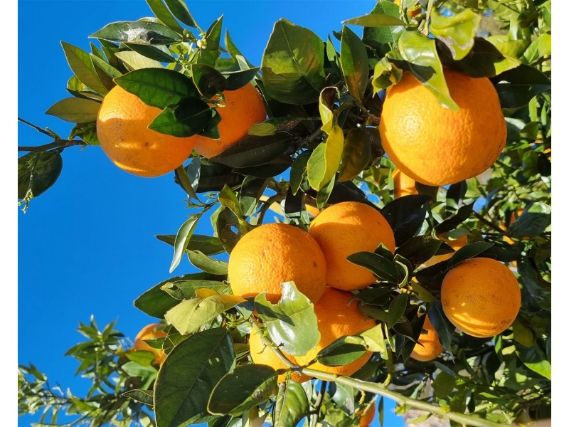 1028 East Bank Road, Nana Glen NSW 2450