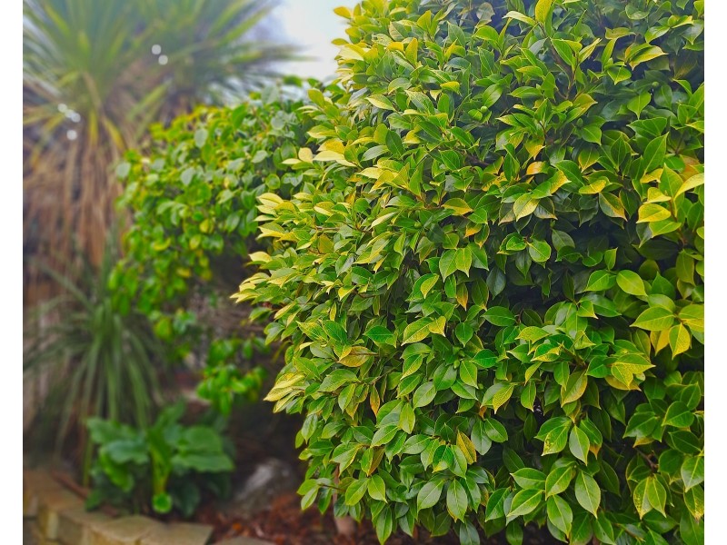 7 Paterson Crescent, George Town TAS 7253