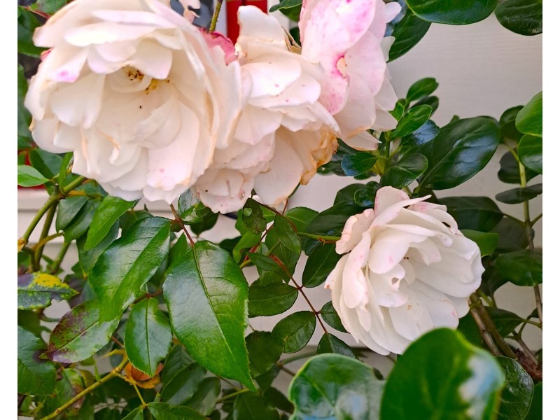 7 Paterson Crescent, George Town TAS 7253