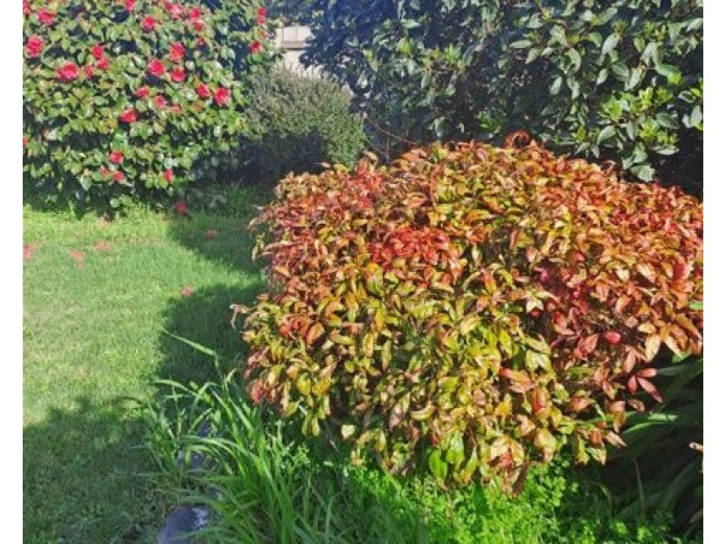 7 Paterson Crescent, George Town TAS 7253